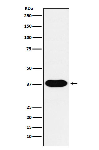 m01399 wb