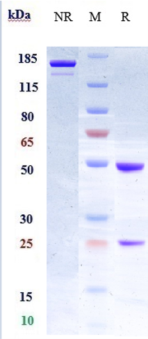 Anti-LIF Reference Antibody (MSC-1) on SDS-PAGE under reducing (R) condition