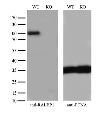 m01403 1 anti ralbp1 mouse monoclonal antibody clone id oti2a6 wb testing 2