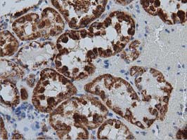 m01404 1 anti ivd mouse monoclonal antibody clone id oti1b10 ihc testing 10