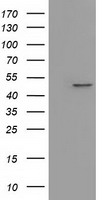 m01404 1 anti ivd mouse monoclonal antibody clone id oti1b10 wb testing 1
