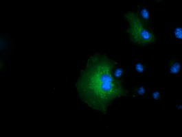m01404 anti ivd mouse monoclonal antibody clone id oti5a11 if testing 4