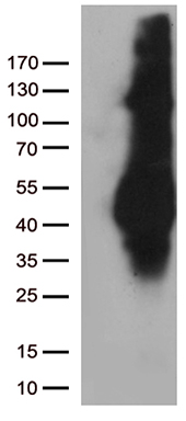 m01405 anti m6pr mouse monoclonal antibody clone id oti2f3 wb testing 1