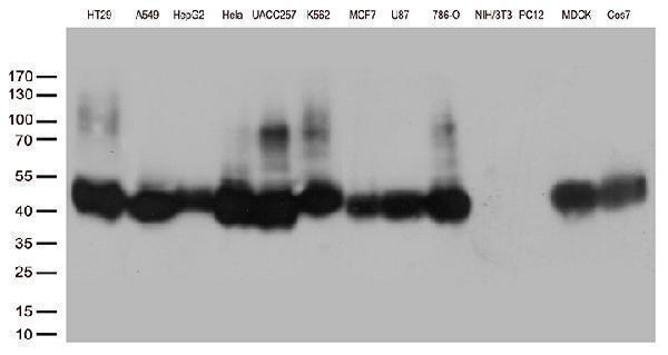 m01405 anti m6pr mouse monoclonal antibody clone id oti2f3 wb testing 2