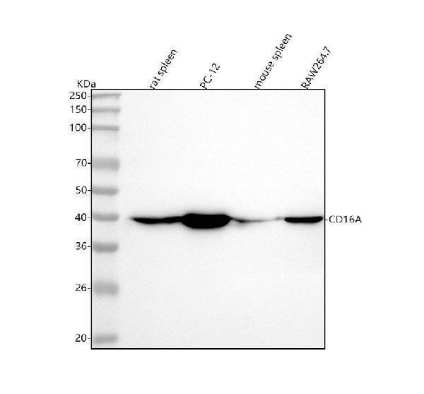  Western blot analysis of CD16 using anti-CD16 antibody (M01408-1)