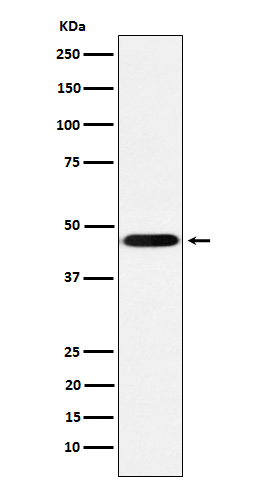 Western blot analysis of CD16 expression in THP-1 cell lysate