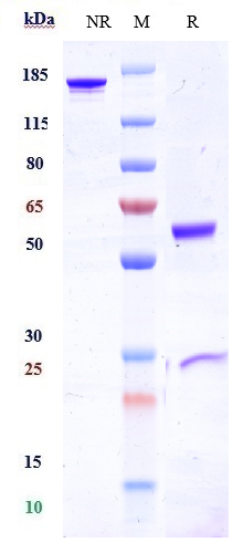 Anti-FcgR3a/CD16a Reference Antibody (AFM13) on SDS-PAGE under reducing (R) condition