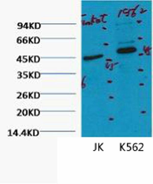 Western blot analysis of 1) Jurkat, 2) K562, diluted at 1:2000