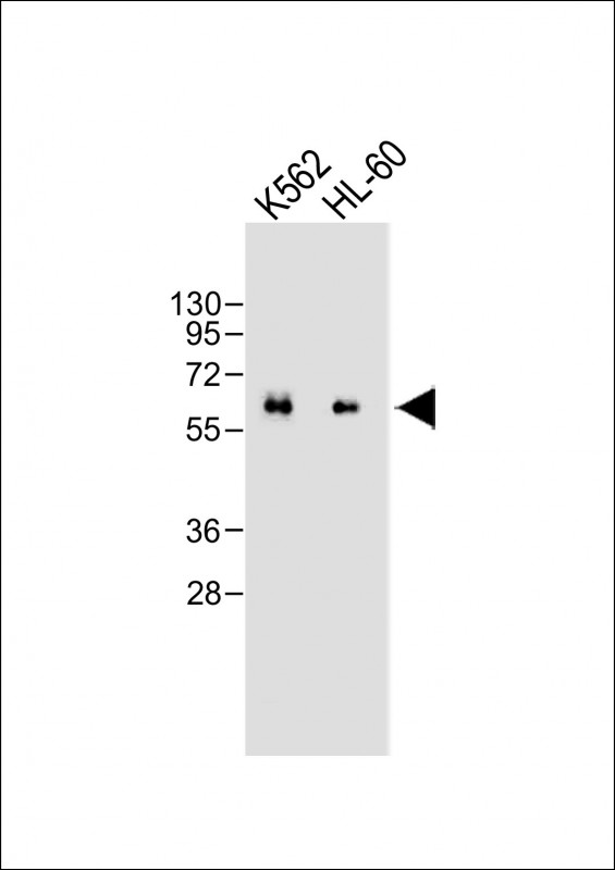 m01410 anti card9 antibody n term wb testing 2