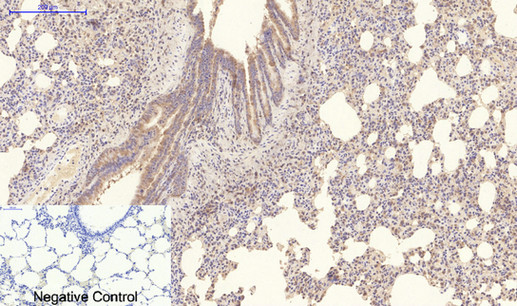m01411 1 col4a1 primary antibodies ihc testing 2