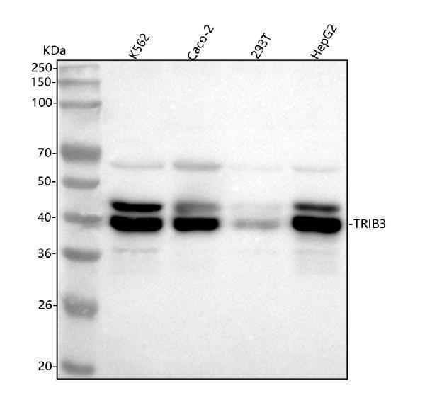  Western blot analysis of TRIB3 using anti-TRIB3 antibody (M01414)