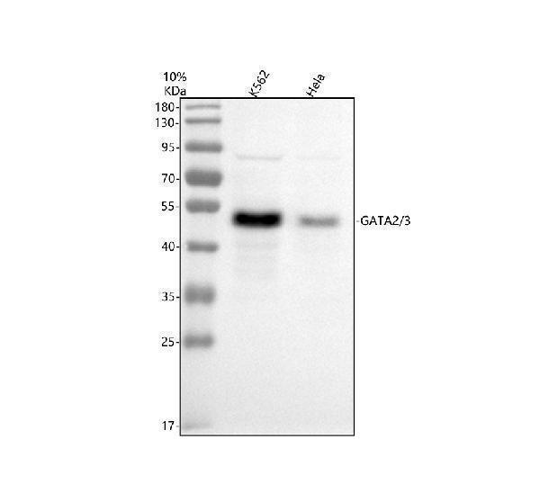 m01415 gata2 3 primary antibodies wb testing 1