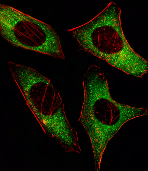 Fluorescent image of Hela cell stained with PRKAA2 Antibody