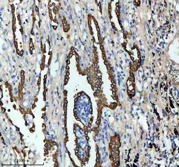 m01421 2 krt8 primary antibodies ihc testing 2