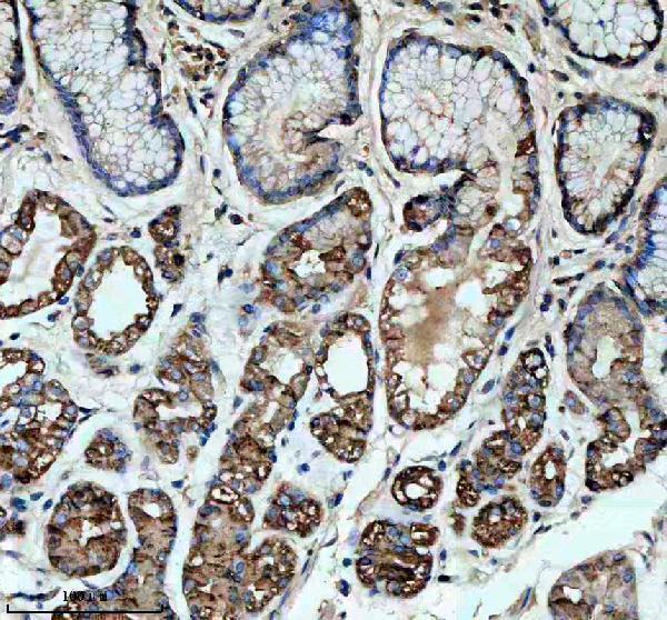 m01421 2 krt8 primary antibodies ihc testing 3