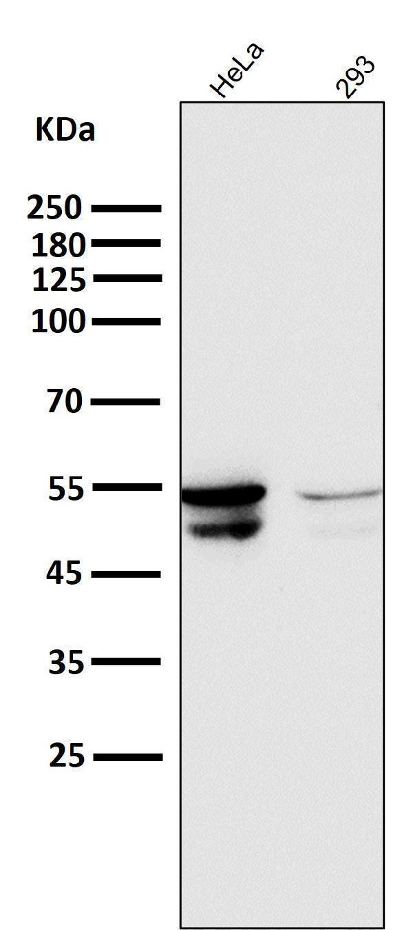 All lanes use the Antibody at 1:6W dilution for 1 hour at room temperature