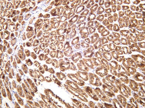 Mouse stomach was stained with anti-Cytokeratin 8 rabbit antibody