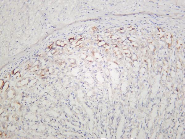 Rat stomach was stained with anti-Cytokeratin 8 rabbit antibody