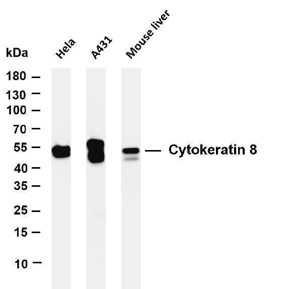 m01421 6 krt8 primary antibodies wb testing 1