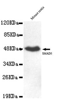 Western blot detection of SMAD5 antibody in Mouse testis cell lysates using SMAD5 antibody (1:1000 diluted) 