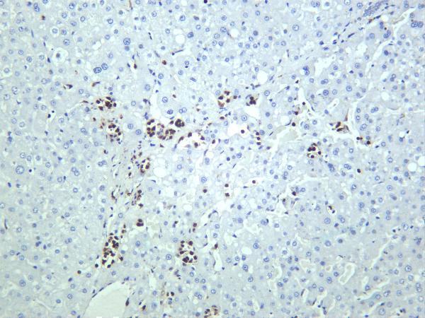 Human liver was stained with anti-Smad5 rabbit antibody