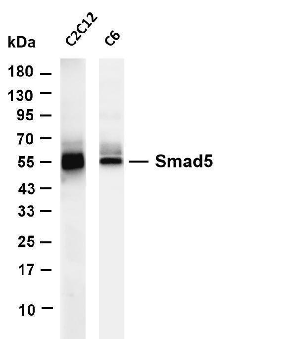 Various whole cell lysates were separated by 4-20% SDS-PAGE, and the membrane was blotted with anti-Smad5 antibody
