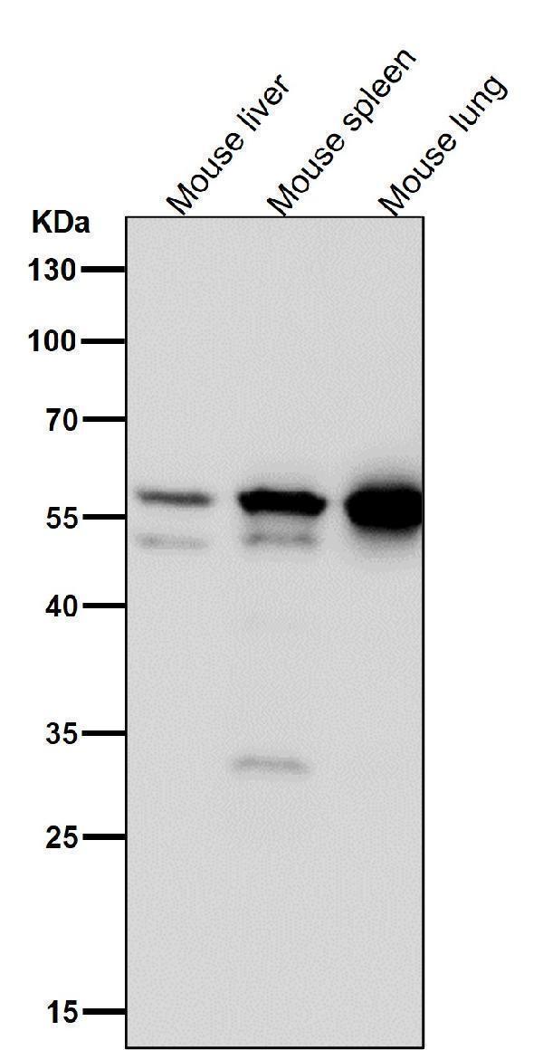 All lanes use the Antibody at 1:1K dilution for 1 hour at room temperature