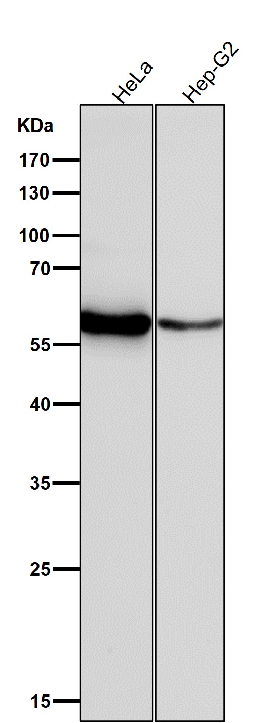 All lanes use the Antibody at 1:1K dilution for 1 hour at room temperature