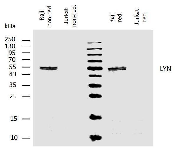 Western blotting analysis of human LYN using mouse monoclonal antibody LYN-01 on lysates of Raji cell line and Jurkat cell line (LYN non-expressing cell line; negative control) under non-reducing and reducing conditions