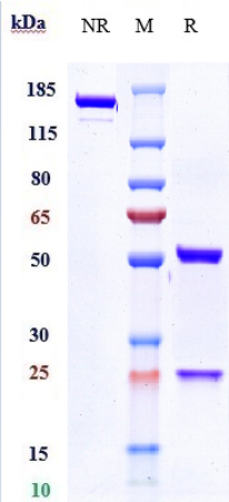 Anti-IL-6Ra/CD126 Reference Antibody (tocilizumab) on SDS-PAGE under reducing (R) condition
