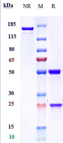 Anti-IL-6Ra/CD126 Reference Antibody (sarilumab) on SDS-PAGE under reducing (R) condition