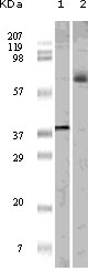 m01426 1 elk1 primary antibodies wb testing 2