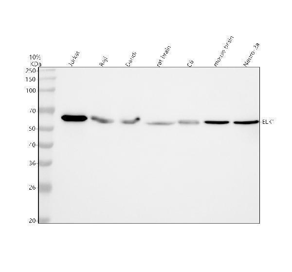 m01426 elk1 primary antibodies wb testing 1