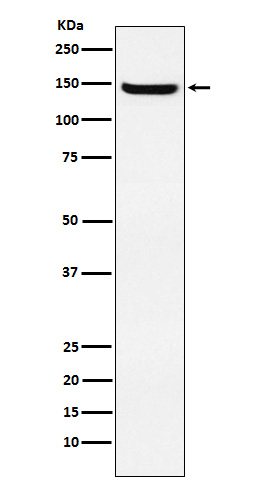 Western blot analysis of JAG2 expression in HUVEC cell lysate