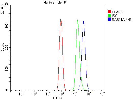 m01436 2 rab11a primary antibodies fcm testing 6