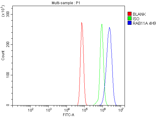 m01436 2 rab11a primary antibodies fcm testing 7