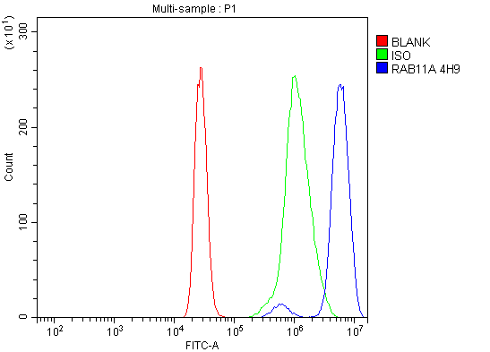 m01436 2 rab11a primary antibodies fcm testing 8