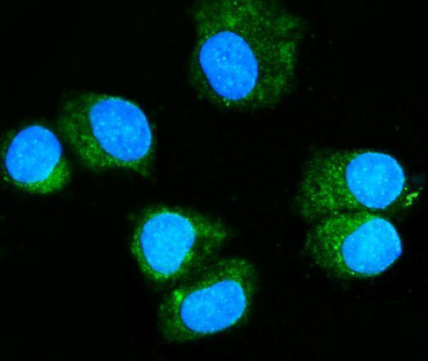 m01436 2 rab11a primary antibodies if testing 5