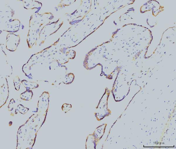 m01436 2 rab11a primary antibodies ihc testing 4