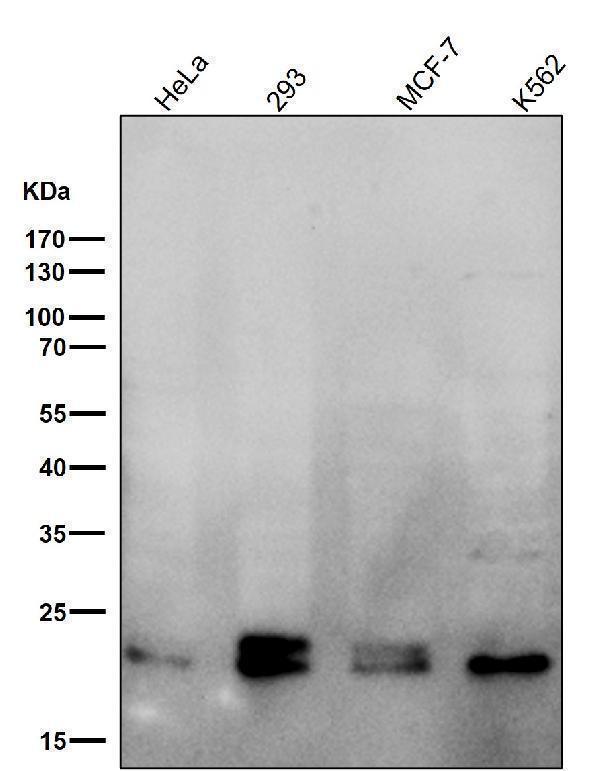 All lanes use the Antibody at 1:5K dilution for 1 hour at room temperature