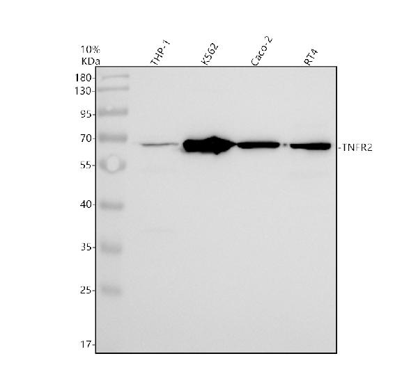 Western blot analysis of TNFR2/TNFRSF1B using anti-TNFR2/TNFRSF1B antibody (M01437)