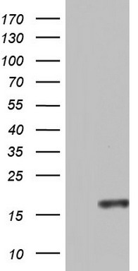 HEK293T cells were transfected with the pCMV6-ENTRY control (Left lane) or pCMV6-ENTRY CCL11 (Right lane) cDNA for 48 hrs and lysed