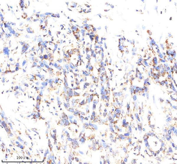  IHC analysis of C1QBP using anti-C1QBP antibody (M01439-1)