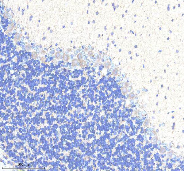 m01439 1 c1qbp primary antibodies ihc testing 4_1