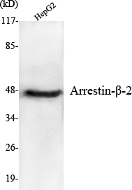 Western Blot analysis using Arrestin-β-2 Monoclonal Antibody against HepG2 cell lysate