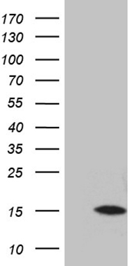 m01446 anti dermcidin dcd mouse monoclonal antibody clone id oti3f5 wb testing 1