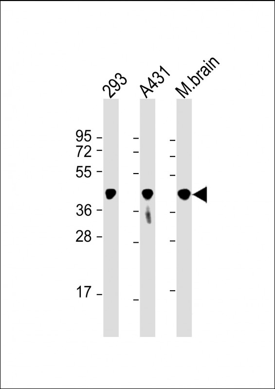 m01449 1 anti pgk1 antibody wb testing 1