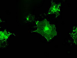 Anti-FCGR2A mouse monoclonal antibody (M01450-1) immunofluorescent staining of COS7 cells transiently transfected by pCMV6-ENTRY FCGR2A