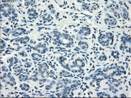 Immunohistochemical staining of paraffin-embedded Human breast tissue within the normal limits using anti-FCGR2A mouse monoclonal antibody