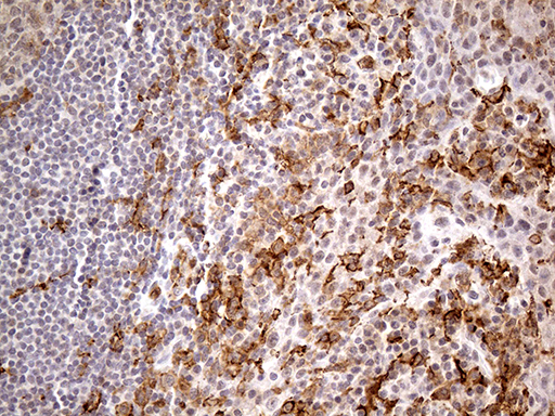 m01450 1 anti cd32a fcgr2a mouse monoclonal antibody clone id oti13d7 ihc testing 12